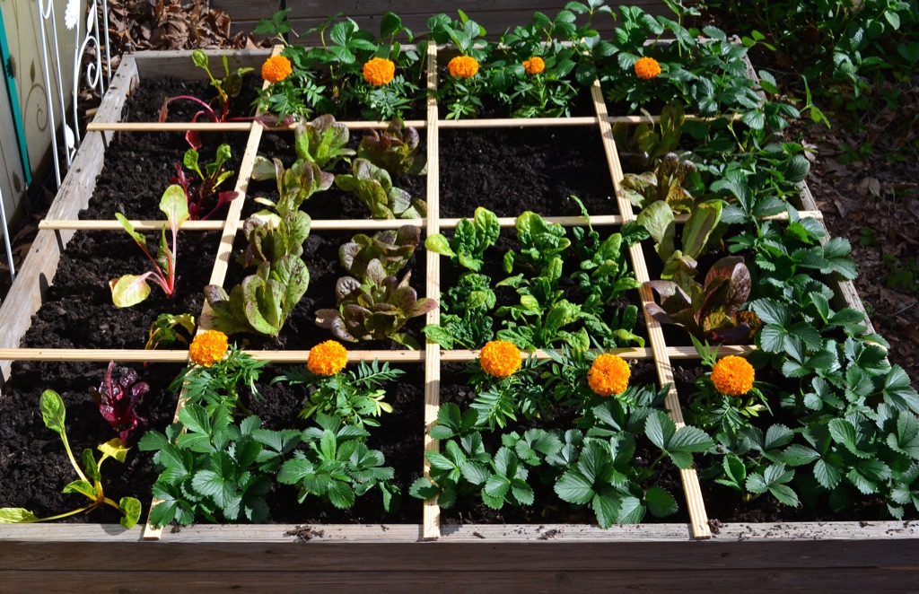 how-to-start-square-foot-gardening-everything-you-need-to-know-maphaewah