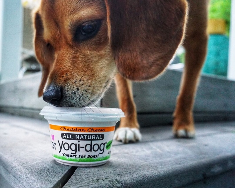 Yogurt For Dogs