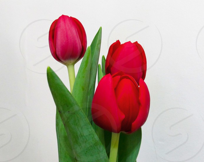 Tulips flowers