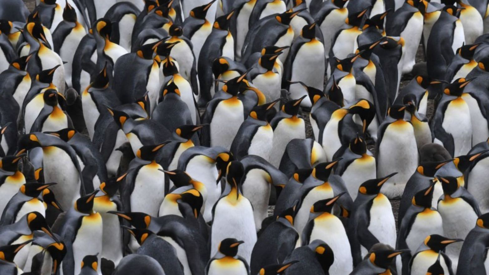 What is a Group of Penguins Called