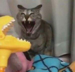 Cursed Cat Images1