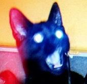 Cursed Cat Images10