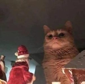 Cursed Cat Images7