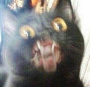 Cursed Cat Images9