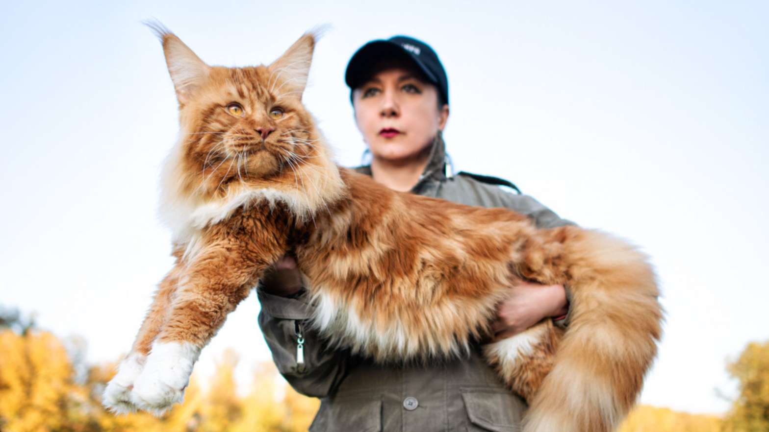 maine-coon-americano