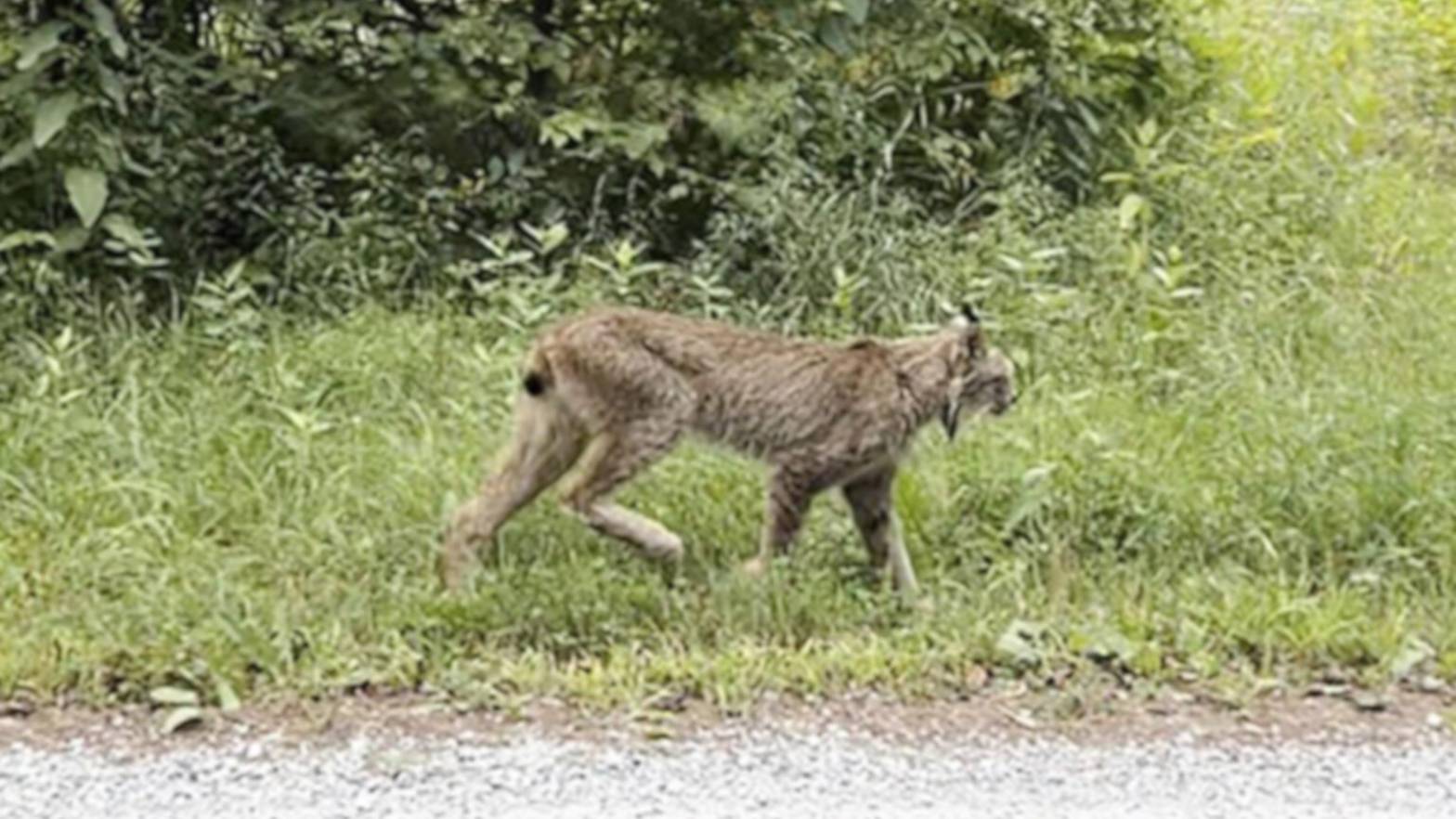 canada-lynx-spotted-in-vermont