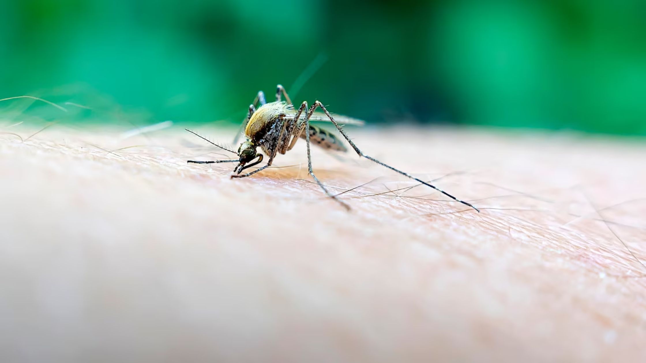 mosquito-borne-virus-confirmed-in-massachusetts