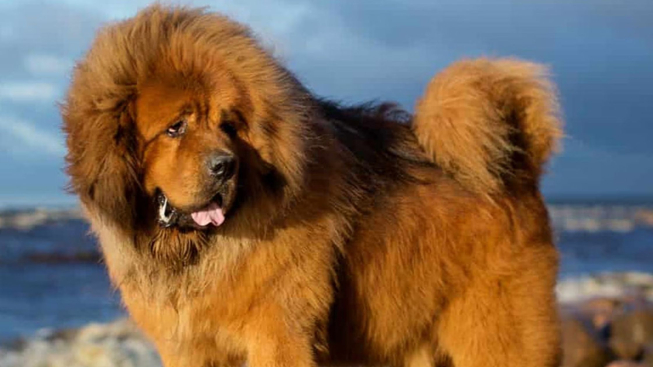 dog-breeds-in-india